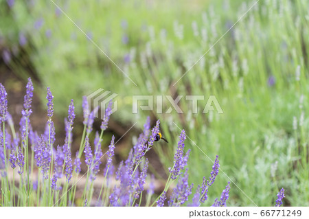 [Lavender and bear bee in Sagamihara Kita Park] 66771249