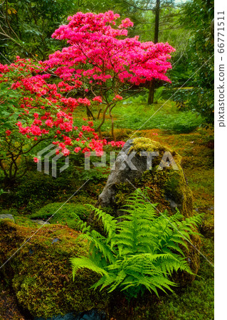 Japanese garden, Park Clingendael, The Hague, Netherlands Japanese garden, Park Clingendael, The Hague, Netherlands 66771511