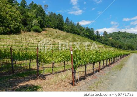 Vineyard in Napa Valley. Napa County, in California's Wine Country. Vineyard in Napa Valley. Napa County, in California's Wine Country. 66771752