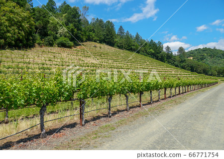 Vineyard in Napa Valley. Napa County, in California's Wine Country. Vineyard in Napa Valley. Napa County, in California's Wine Country. 66771754