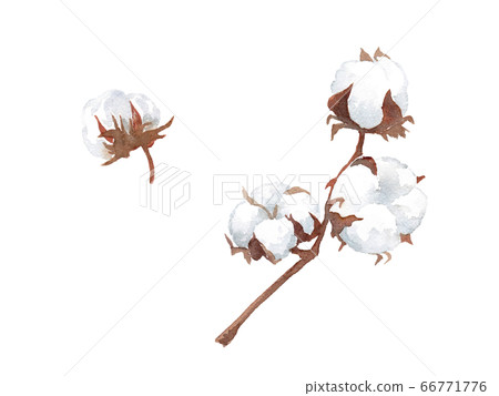 Trace vector of watercolor illustration of cotton 66771776