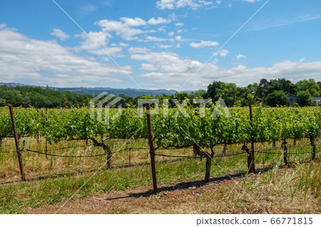 Vineyard in Napa Valley. Napa County, in California's Wine Country. 66771815
