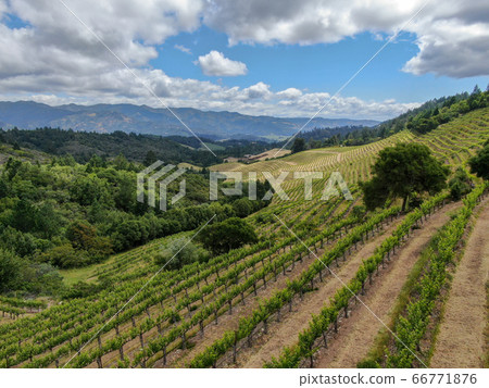 Aerial view of Napa Valley vineyard landscape  66771876