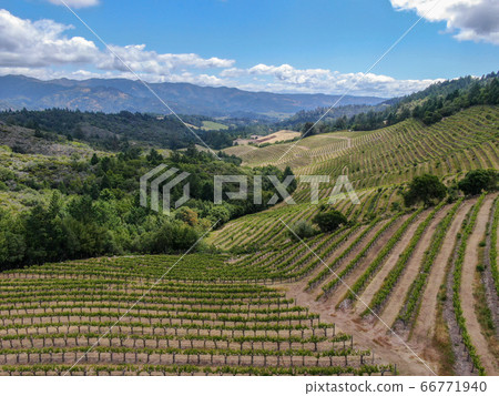 Aerial view of Napa Valley vineyard landscape  66771940
