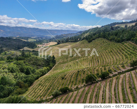 Aerial view of Napa Valley vineyard landscape  66772024