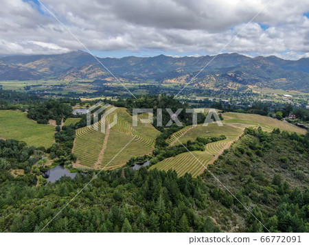 Aerial view of Napa Valley vineyard landscape  66772091