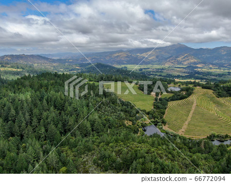 Aerial view of Napa Valley vineyard landscape  66772094