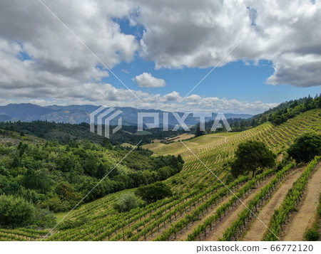 Aerial view of Napa Valley vineyard landscape Aerial view of Napa Valley vineyard landscape 66772120