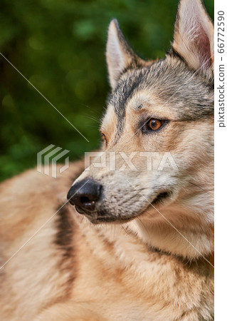 Portrait of the dog fawn color with brown eyes. Portrait of the dog fawn color with brown eyes. 66772590