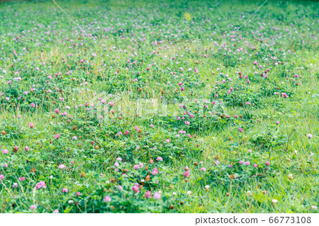 Summer, white clover, red clover 66773108