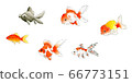 Goldfish set 66773151