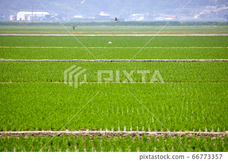 Rural landscape with large rice fields, reclamation area Rural landscape with large rice fields, reclamation area 66773357