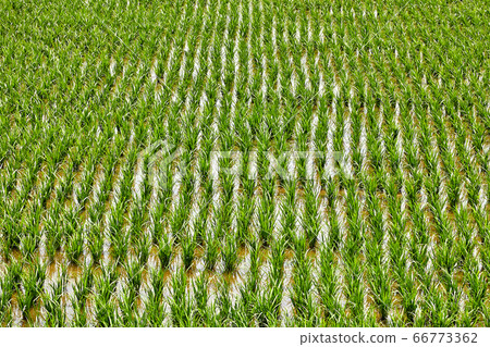 Rural landscape with large rice fields, reclamation area Rural landscape with large rice fields, reclamation area 66773362