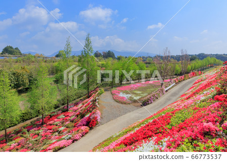 Matsumoto Azalea Garden, Omura City, Nagasaki Prefecture 66773537