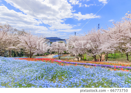 Fire Mountain Park Turkish Tulip Garden 66773750