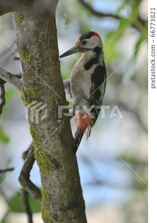 Great Spotted Woodpecker, Dendrocopos Major Great Spotted Woodpecker, Dendrocopos Major 66773821