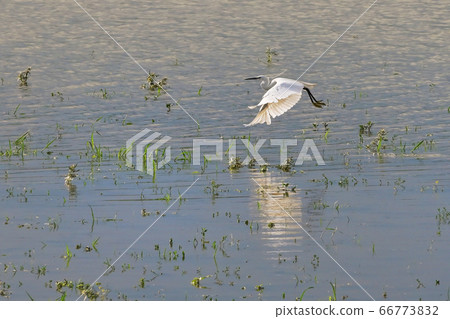 Little Egret Egretta Garzetta Small White Heron 66773832