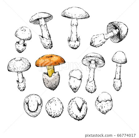amanita caesarea old vintage retro sketch set amanita caesarea old vintage retro sketch set 66774017