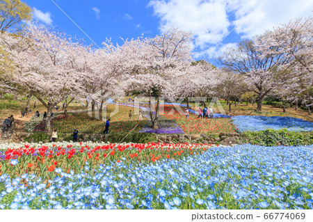 Fire Mountain Park Turkish Tulip Garden 66774069