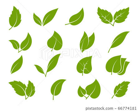 Leaves icons. Young green leaves trees and plants various shapes, herbal tea leaf eco, bio foliage landscaping environment vector set Leaves icons. Young green leaves trees and plants various shapes, herbal tea leaf eco, bio foliage landscaping environment vector set 66774181