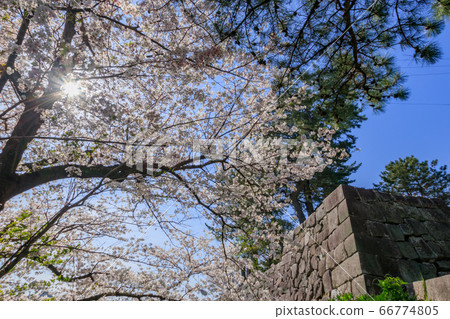福岡縣久留米城堡遺址和櫻花久留米市 福岡縣久留米城堡遺址和櫻花久留米市 66774805
