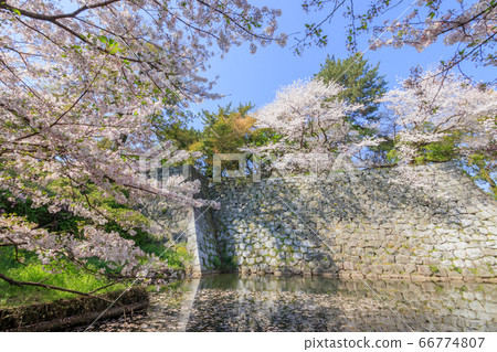 福岡縣久留米城堡遺址和櫻花久留米市 福岡縣久留米城堡遺址和櫻花久留米市 66774807