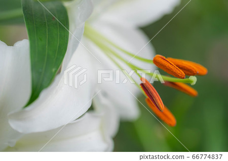 Lily 2923 66774837