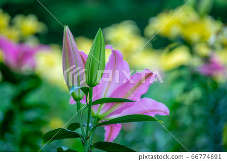 Lily 2883 Lily 2883 66774891