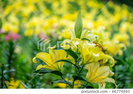 Lily 2888 Lily 2888 66774893