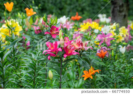 Lily 2829 66774930