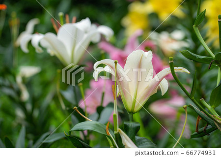 Lily 2831 Lily 2831 66774931
