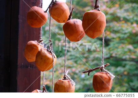 Dried persimmon hung on the eaves 66775055