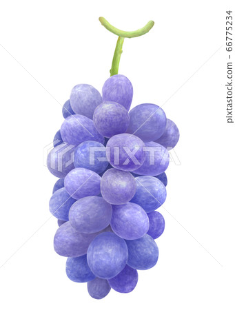 葡萄的水彩畫 66775234
