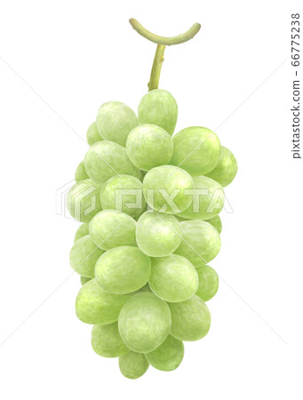 馬斯喀特水彩 66775238