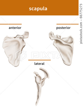 肩cap骨結構 66775273