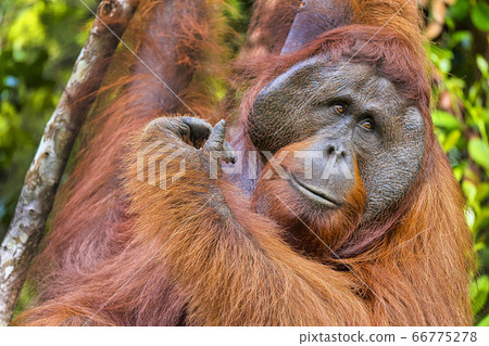 Orangutan,Tanjung Puting National Park Orangutan,Tanjung Puting National Park 66775278