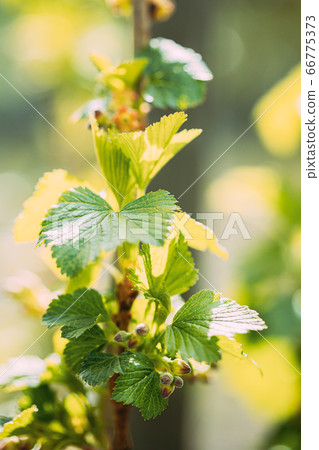 Young Spring Green Leaf Leaves And Unblown Buds Of Blackcurrant, Ribes nigrum, black currant, cassis Growing In Vegetable Garden 66775373