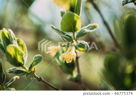 Young Spring Green Leaf Leaves And Unblown Buds Of Honeysuckles, Lonicera Growing In Vegetable Garden Young Spring Green Leaf Leaves And Unblown Buds Of Honeysuckles, Lonicera Growing In Vegetable Garden 66775374