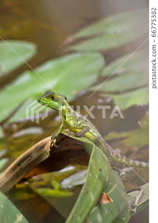 Plumed Basilisk, Green Basilisk, Tropical Rainforest, Costa Rica 66775382