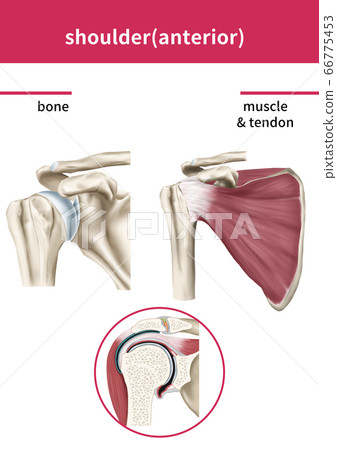 Shoulder joint medical illustration 66775453