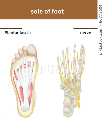 獨家醫學插圖 66775604