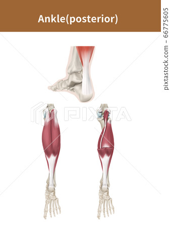腳踝背面的醫學插圖 66775605