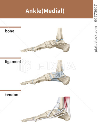 腳踝內醫學插圖 66775607