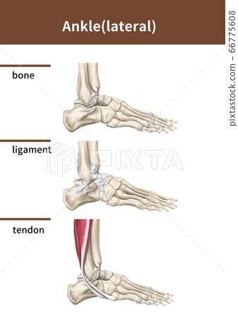 腳踝外側醫學插圖 66775608