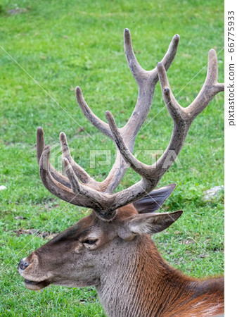 Portrait of adult red deer with big horns Portrait of adult red deer with big horns 66775933