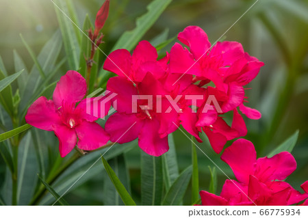 Beautiful red Nerium Oleander flowers Beautiful red Nerium Oleander flowers 66775934