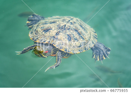 Red-eared turtle swim in the pond with turquoise water Red-eared turtle swim in the pond with turquoise water 66775935