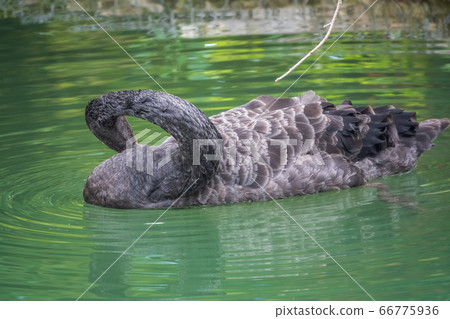 A graceful black swan with a red beak is swimming on a lake 66775936
