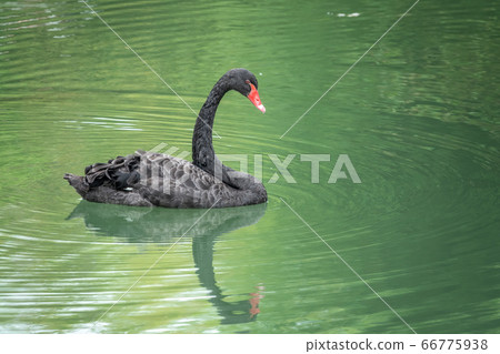 A graceful black swan with a red beak is swimming on a lake A graceful black swan with a red beak is swimming on a lake 66775938