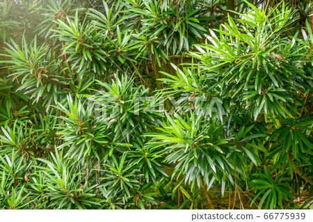 Yew branches with fresh green leaves. 66775939